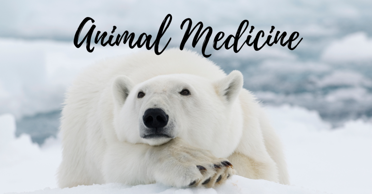 Animal Medicine