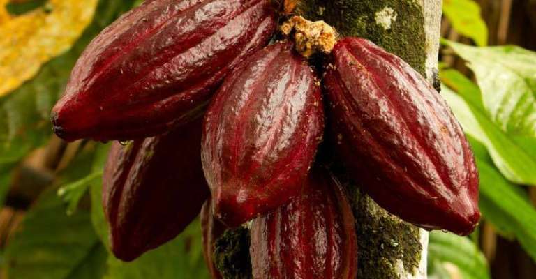 Cacao
