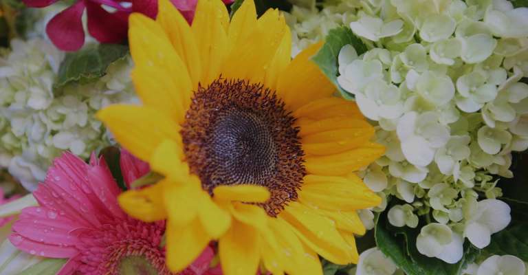 Magick of Flowers plain